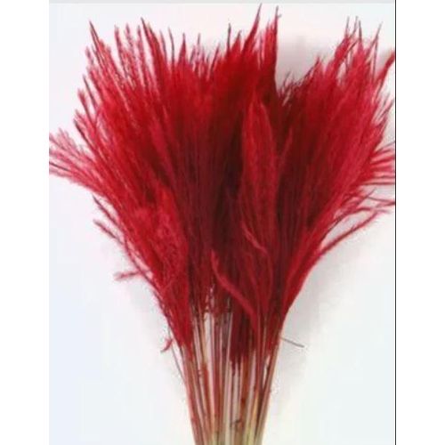10 Pcs Long Dried GrassPampasRed