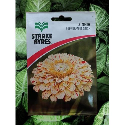ZINNIA PEPPERMINT STICK FLOWER